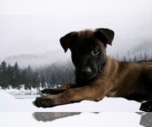 Belgian Malinois Puppy for sale in LOS ANGELES, CA, USA