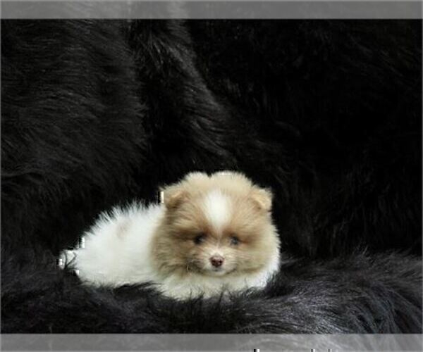 Medium Photo #10 Pomeranian Puppy For Sale in WEST PALM BEACH, FL, USA