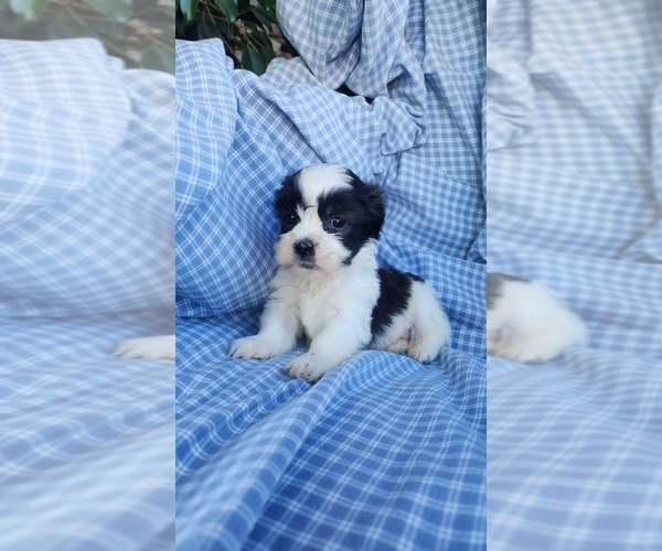 Medium Photo #6 Zuchon Puppy For Sale in GREENWOOD, WI, USA