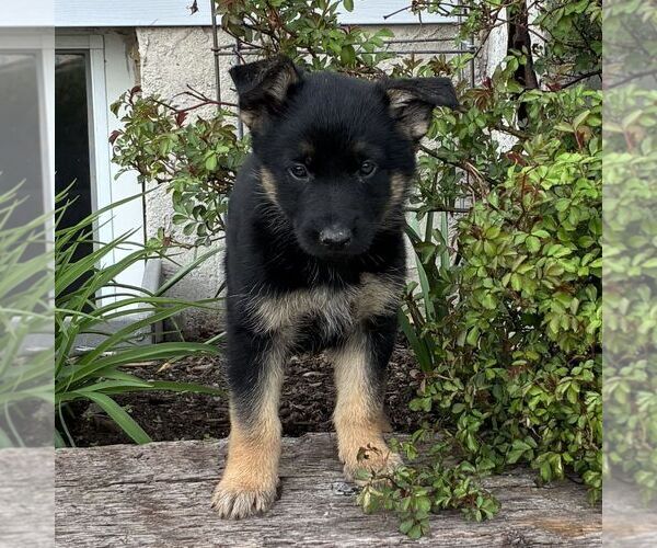 Medium Photo #2 German Shepherd Dog Puppy For Sale in PARADISE, PA, USA