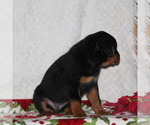 Small Photo #2 Rottweiler Puppy For Sale in RISING SUN, MD, USA