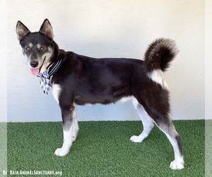 Victoria - Female Siberian Husky-Unknown Mix Dog for Adoption - Photo #3