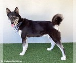 Small #2 Siberian Husky Mix