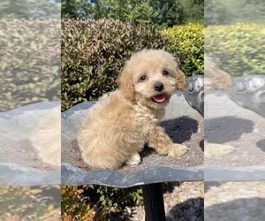 Cavapoo-Poodle (Toy) Mix Puppy for sale in SHIPSHEWANA, IN, USA