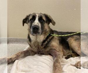 German Shepherd Dog Dogs for adoption in Modesto, CA, USA