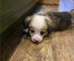 Small #9 Pembroke Welsh Corgi