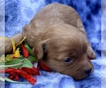 Puppy Puppy 1 Cavapoo (Miniature)