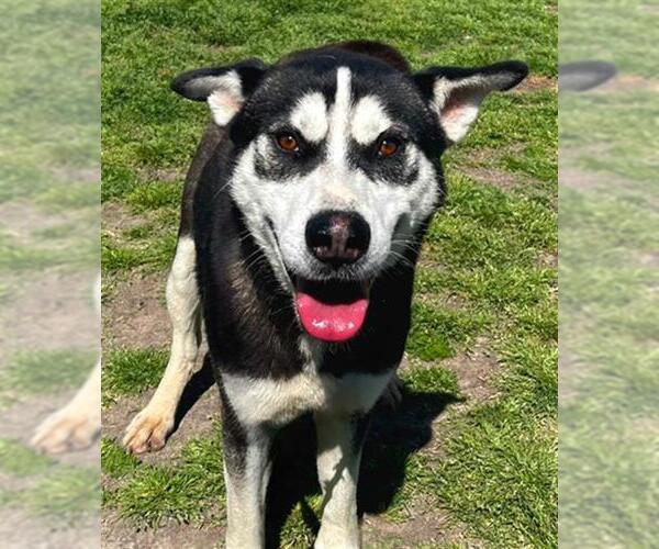 Medium Photo #2 Huskies -Unknown Mix Puppy For Sale in Conroe, TX, USA