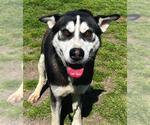 Small #1 Huskies  Mix