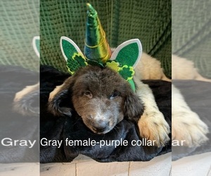 Newfoundland Litter for sale in AURORA, IN, USA