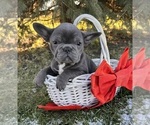 Small #1 French Bulldog