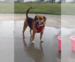 Small Photo #7 Beagle-Unknown Mix Puppy For Sale in Wichita, KS, USA