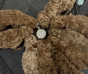 Goldendoodle (Miniature) Litter for sale in MESA, AZ, USA