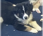 Puppy Alpine Australian Shepherd