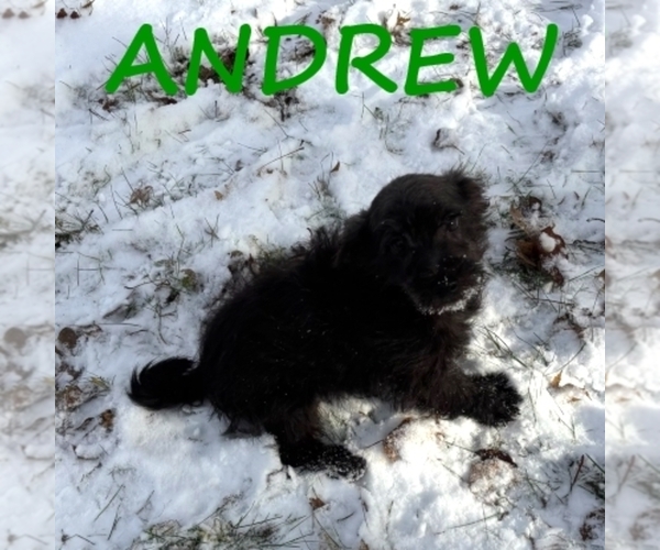 Medium Photo #3 Schnoodle (Miniature) Puppy For Sale in HARTLAND, MN, USA