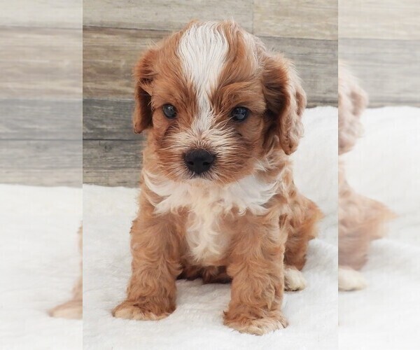 Medium Photo #5 Cavapoo Puppy For Sale in CARLISLE, KY, USA