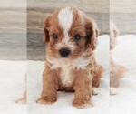 Small #4 Cavapoo