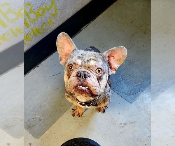 Medium Photo #3 French Bulldog Puppy For Sale in Perth Amboy, NJ, USA