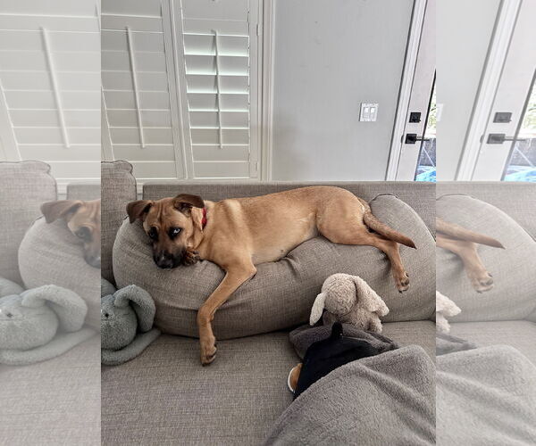 Medium Photo #3 Australian Shepherd-Boxer Mix Puppy For Sale in Dana Point, CA, USA