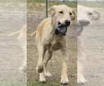 Small #22 Golden Labrador