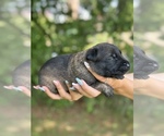 Puppy Kira Dutch Shepherd Dog