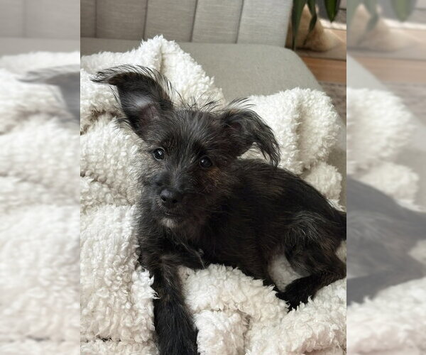 Medium Photo #1 Mutt Puppy For Sale in Genesee, WI, USA