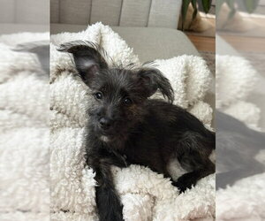 Mutt Dogs for adoption in Genesee, WI, USA