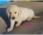 Small #18 English Cream Golden Retriever