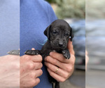 Puppy VELCRO BLACK Great Dane