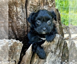 Maltese Puppy for sale in CASSVILLE, MO, USA