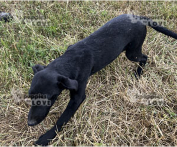 Medium Photo #3 Labrador Retriever Puppy For Sale in SANGER, TX, USA