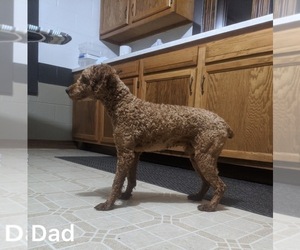 Father of the Cavapoo puppies born on 06/20/2022