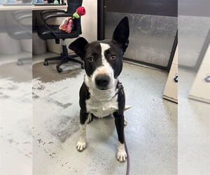 Mutt Dogs for adoption in Stockton, CA, USA