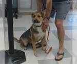 Small German Shepherd Dog
