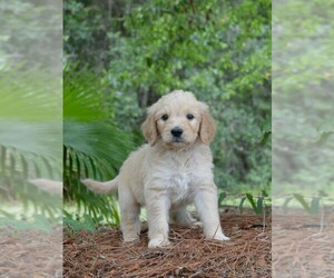 Goldendoodle Puppy for sale in BERLIN, NJ, USA