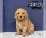 Puppy Chewy Goldendoodle