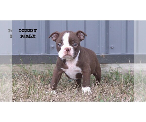 Medium Photo #8 Boston Terrier Puppy For Sale in CLARE, MI, USA