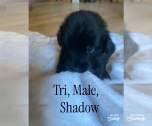 F2 Aussiedoodle Puppy for sale in ONAWAY, MI, USA