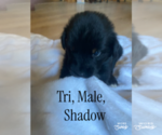 Small F2 Aussiedoodle