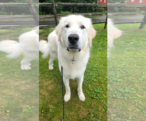 Medium Photo #2 Great Pyrenees Puppy For Sale in Rockaway, NJ, USA