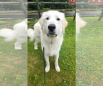 Small #1 Great Pyrenees