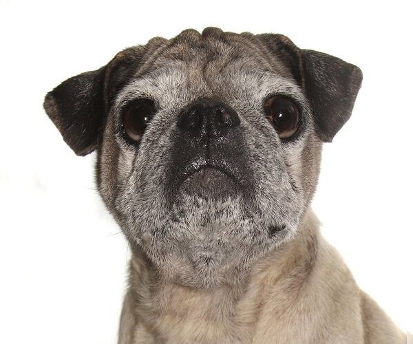Medium Photo #1 Pug-Unknown Mix Puppy For Sale in Oakland Park, FL, USA