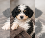 Small Photo #25 Bernedoodle Puppy For Sale in GREENWOOD, IN, USA