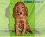 Small Photo #3 Irish Setter Puppy For Sale in EXCELSIOR SPRINGS, MO, USA