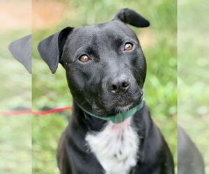 Marley - Female Labrador Retriever-Unknown Mix Dog for Adoption - Photo #3