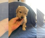 Small Photo #1 Goldendoodle Puppy For Sale in FOUNTAIN, CO, USA