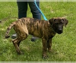 Image preview for Ad Listing. Nickname: Jaxon