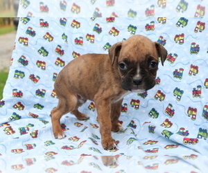 Boxer Puppy for sale in SHILOH, OH, USA