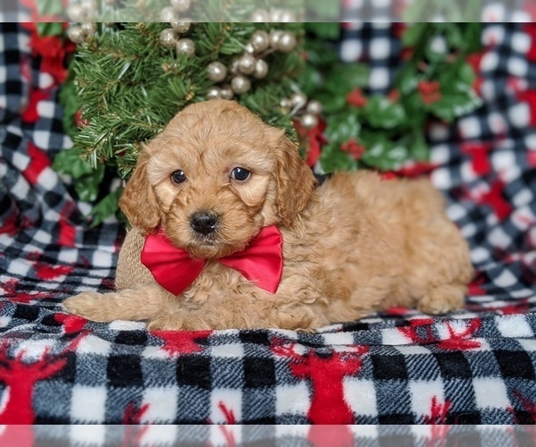 Medium Photo #5 Goldendoodle Puppy For Sale in LANCASTER, PA, USA