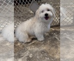 Small #5 Coton de Tulear